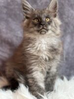 Available Maine Coon Kitten MD