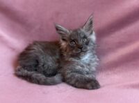 Available Maine Coon Kitten MD