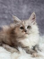 Available Maine Coon Kitten MD