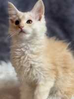 Available Maine Coon Kitten MD