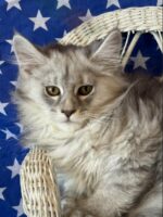 Available Maine Coon Kitten MD