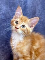Available Maine Coon Kitten MD