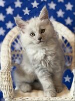 Available Maine Coon Kitten MD
