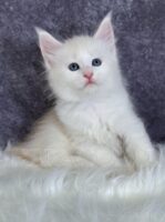 Available Maine Coon Kitten MD