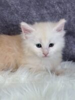 Available Maine Coon Kitten MD