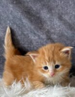 Available Maine Coon Kitten MD