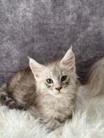 Available Maine Coon Kitten MD