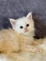 Available Maine Coon Kitten MD