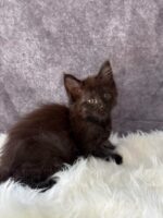 Available Maine Coon Kitten MD