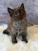 Available Maine Coon Kitten MD