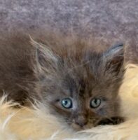 Available Maine Coon Kitten MD