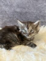 Available Maine Coon Kitten MD
