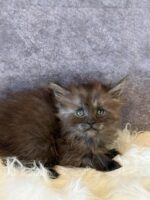 Available Maine Coon Kitten MD