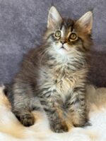 Available Maine Coon Kitten MD