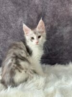 Available Maine Coon Kitten MD