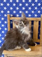 Available Maine Coon Kitten MD