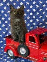 Available Maine Coon Kitten MD