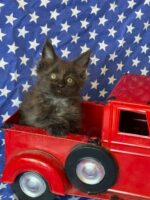 Available Maine Coon Kitten MD