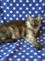 Available Maine Coon Kitten MD