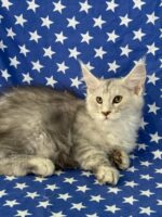Available Maine Coon Kitten MD