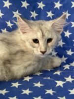 Available Maine Coon Kitten MD