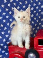 Available Maine Coon Kitten MD