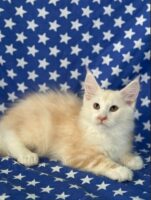 Available Maine Coon Kitten MD