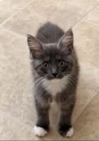 Available Maine Coon Kitten MD