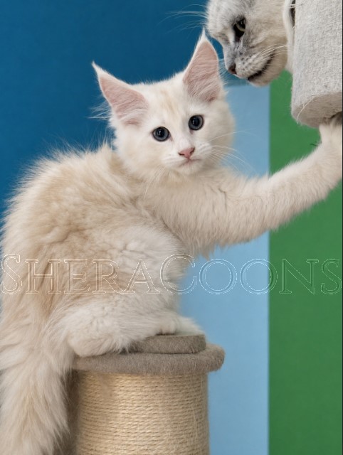 Available Maine Coon Kitten MD