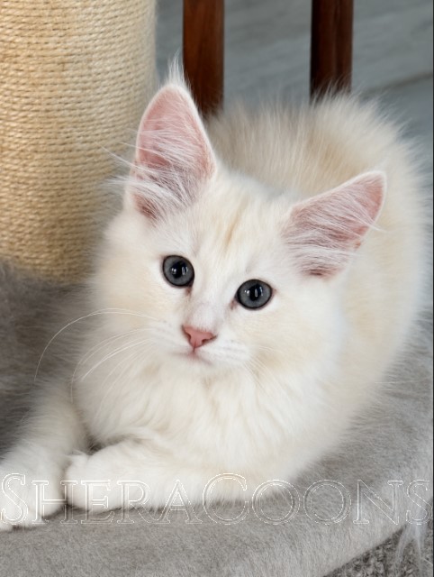 Available Maine Coon Kitten MD