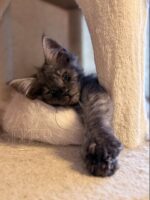 Available Maine Coon Kitten MD