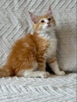 Available Maine Coon Kitten MD