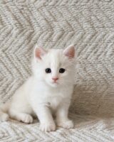 Available Maine Coon Kitten MD