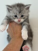 Available Maine Coon Kitten MD