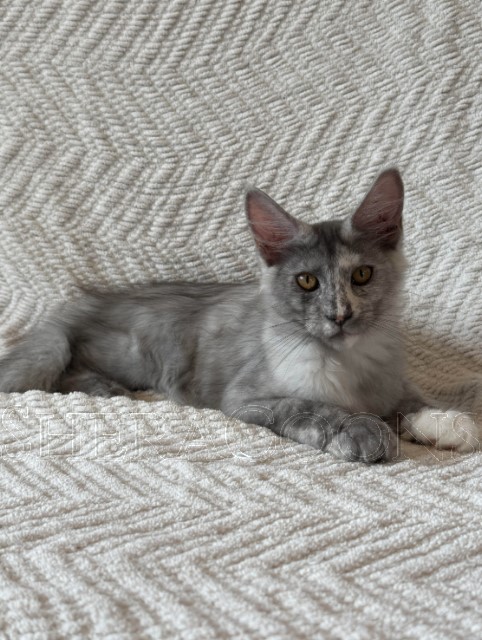 Available Maine Coon Kitten MD