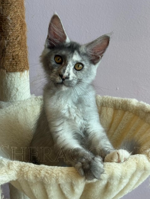 Available Maine Coon Kitten MD