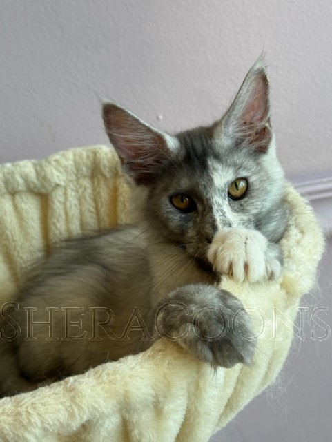 Available Maine Coon Kitten MD