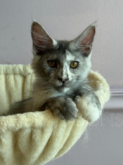 Available Maine Coon Kitten MD