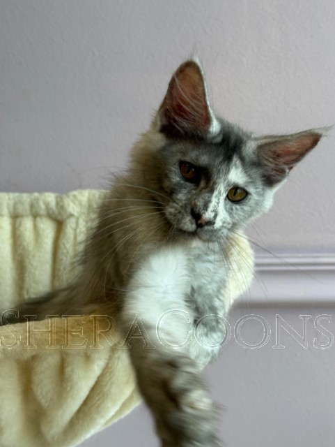 Available Maine Coon Kitten MD