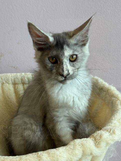 Available Maine Coon Kitten MD