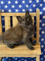 Available Maine Coon Kitten MD