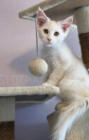 Available Maine Coon Kitten MD