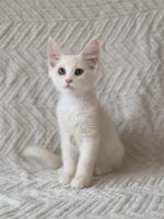 Available Maine Coon Kitten MD