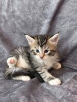 Available Maine Coon Kitten MD