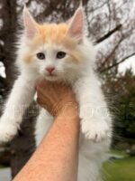 Available Maine Coon Kitten MD