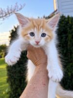 Available Maine Coon Kitten MD