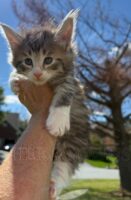 Available Maine Coon Kitten MD
