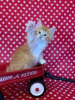 Available Maine Coon Kitten MD