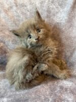 Available Maine Coon Kitten MD
