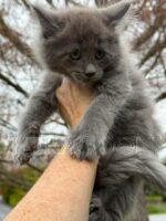 Available Maine Coon Kitten MD